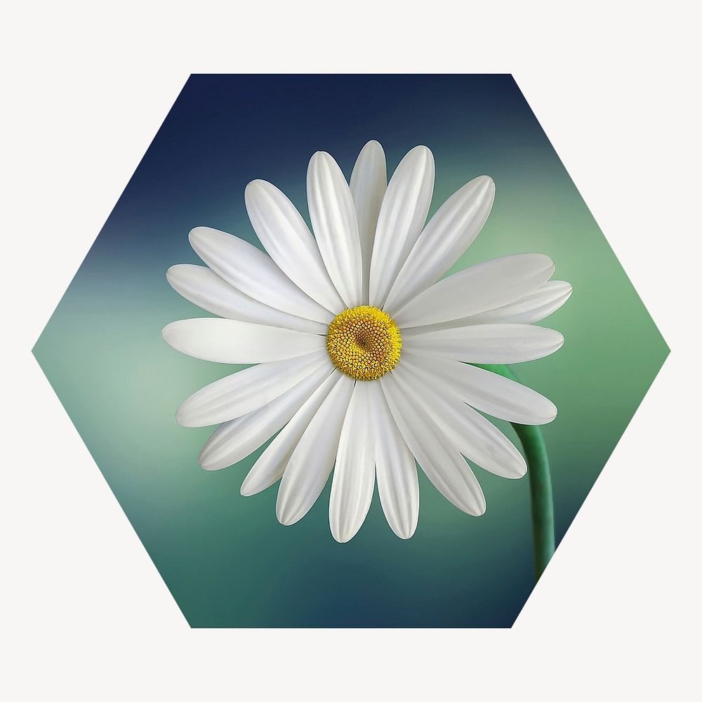 White daisy flower hexagon shape badge, Spring photo