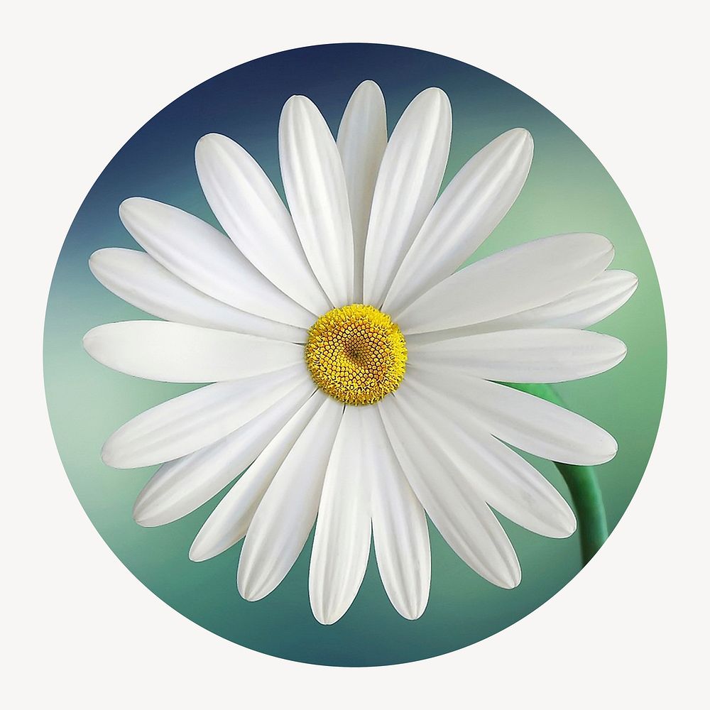 White daisy flower circle shape badge, Spring photo