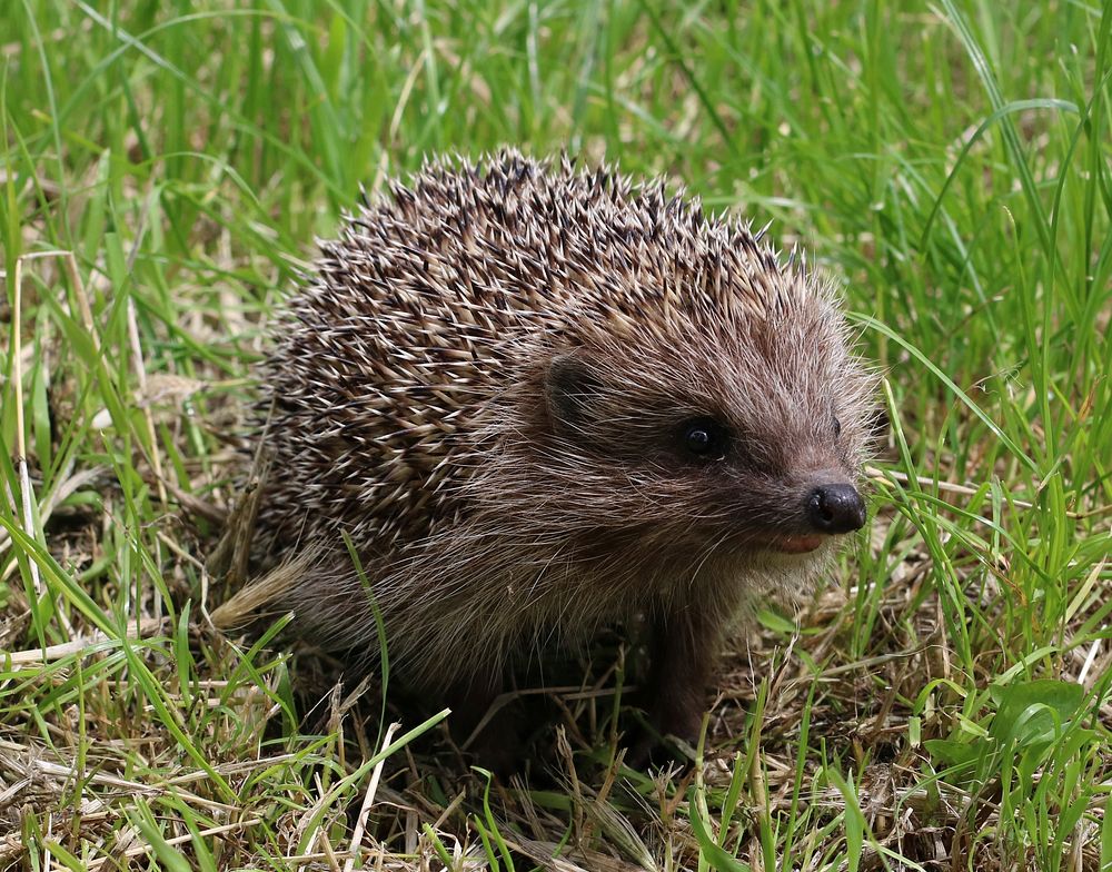 Northern white-breasted hedgehog. Ukraine. Photo taken in the wild. Original public domain image from Wikimedia Commons
