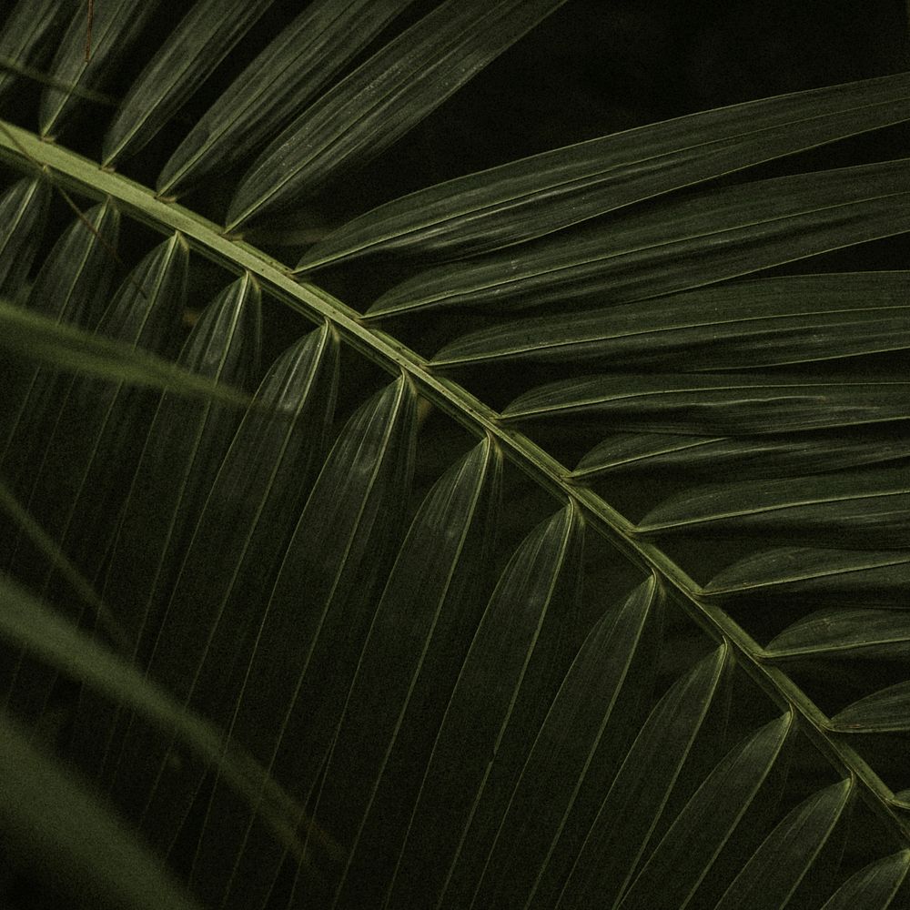 Dark leaf background jungle aesthetic for instagram post