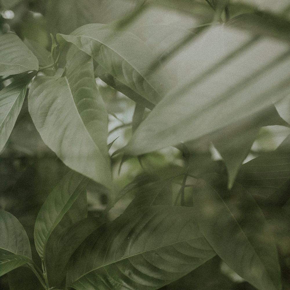 Dark leaf background jungle aesthetic for instagram post