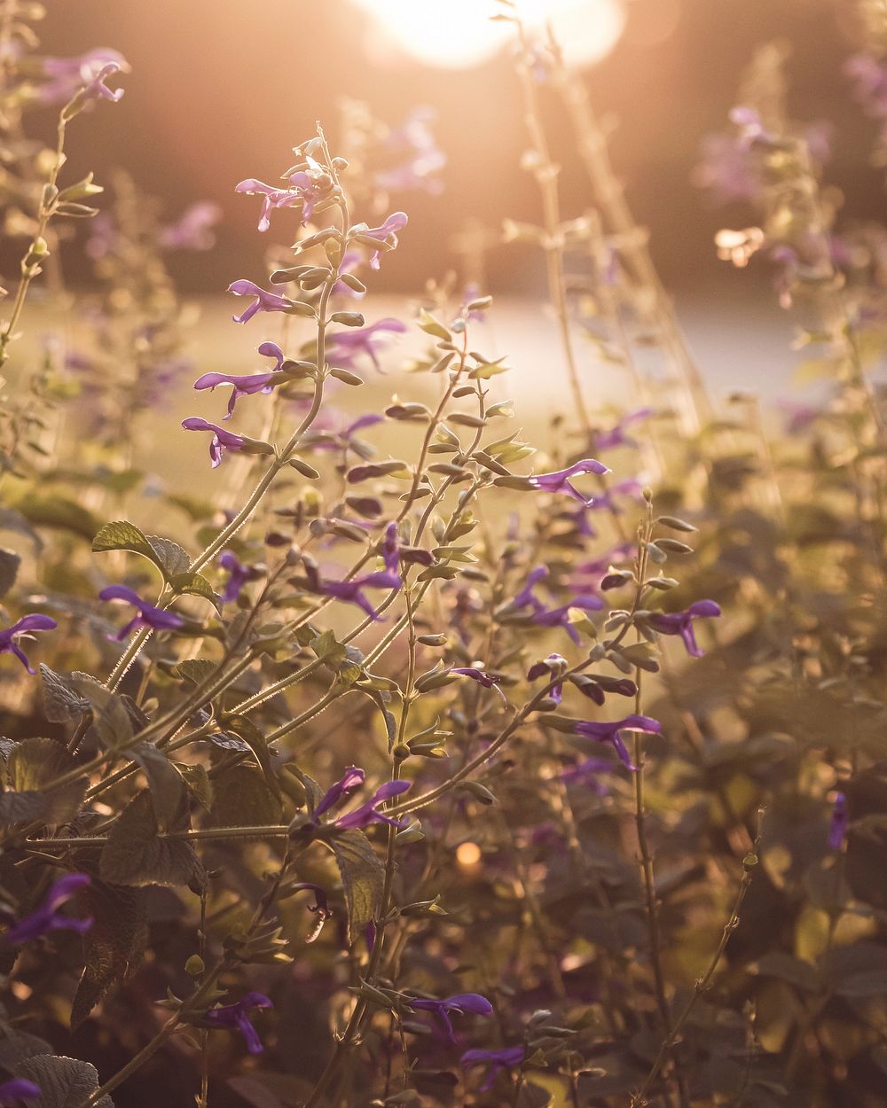 Free purple flower image, public domain spring CC0 photo.