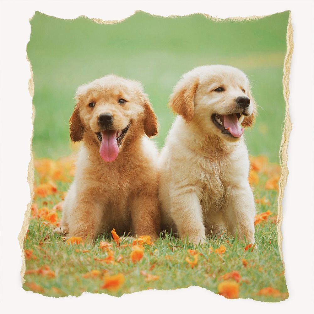 Golden Retriever puppies, ripped paper, pet image
