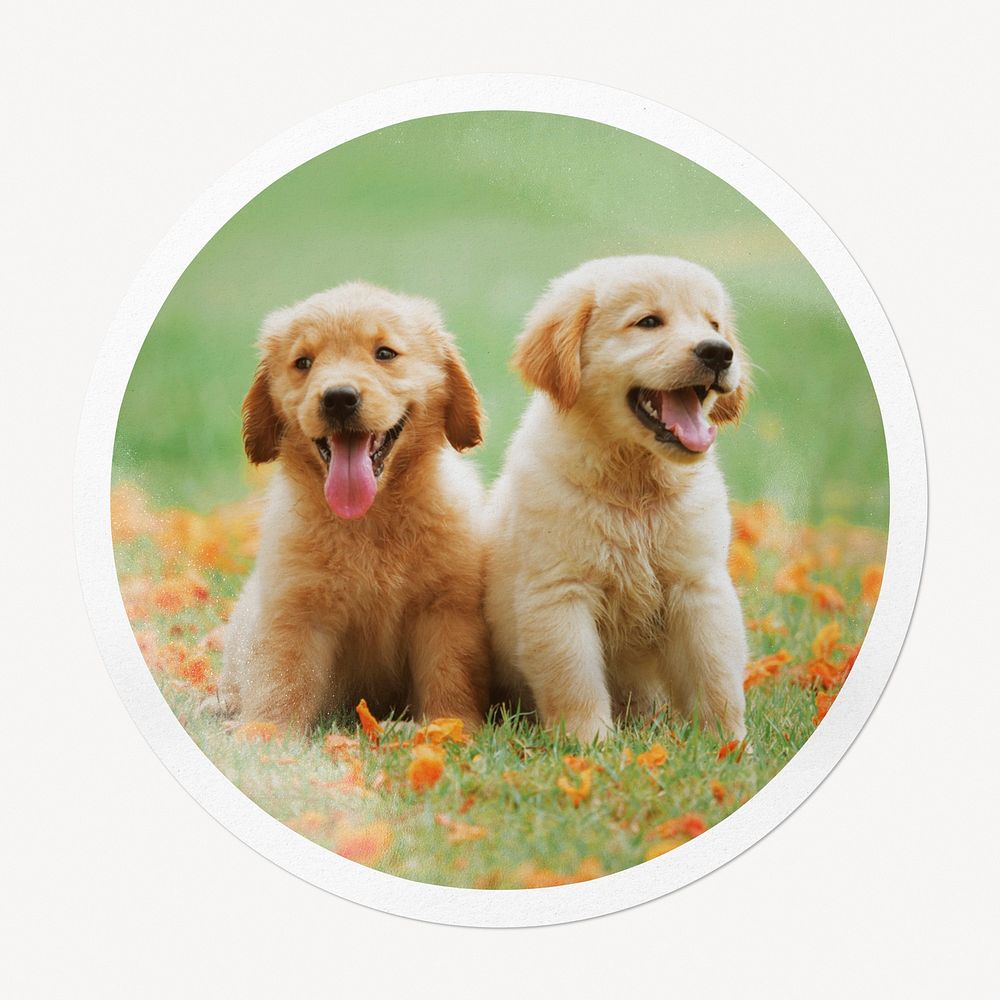 Golden Retriever puppies in circle frame, pet image