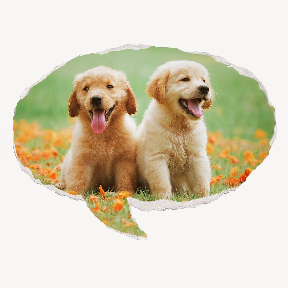 Golden Retriever puppies, ripped paper speech bubble, pet image