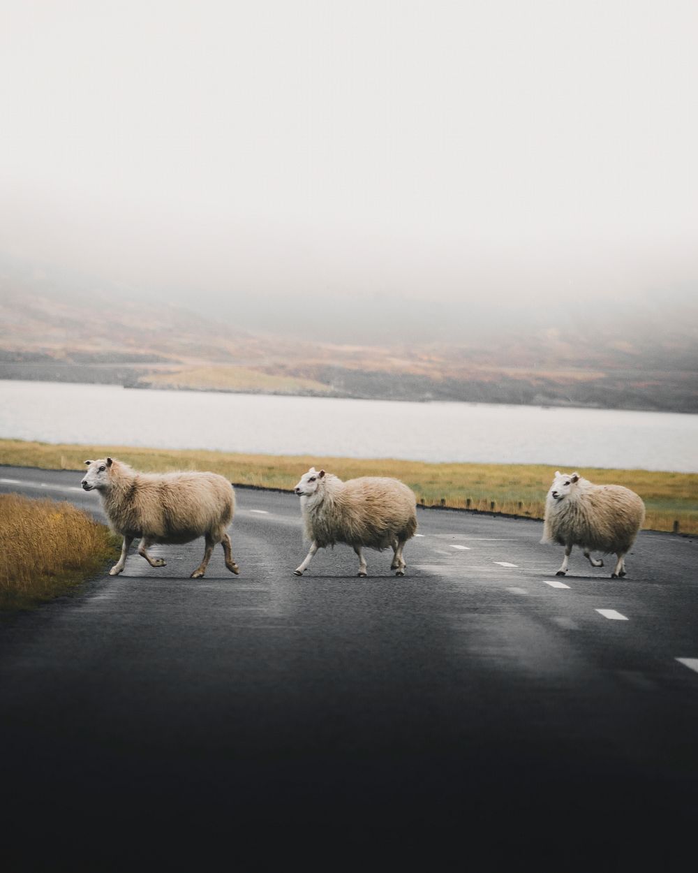 Furry sheep on the move in the Icelandic nature