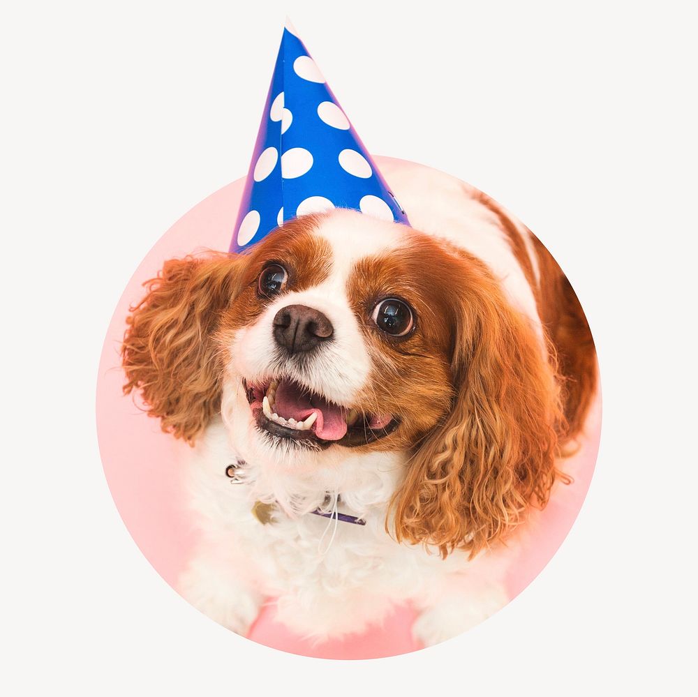 Dog birthday badge, cute pet & animal photo