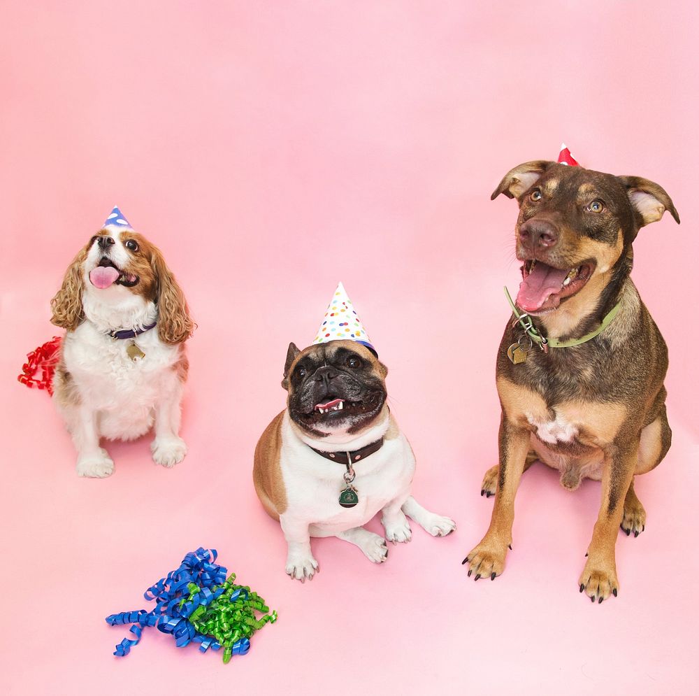 Free three dogs in party hats smiling image, public domain animal CC0 photo.