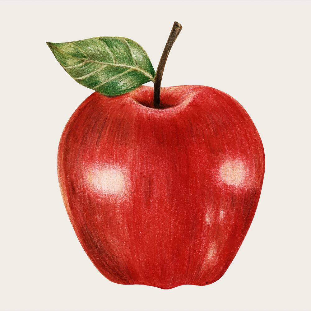 Apple hand-drawn vector in colored pencil