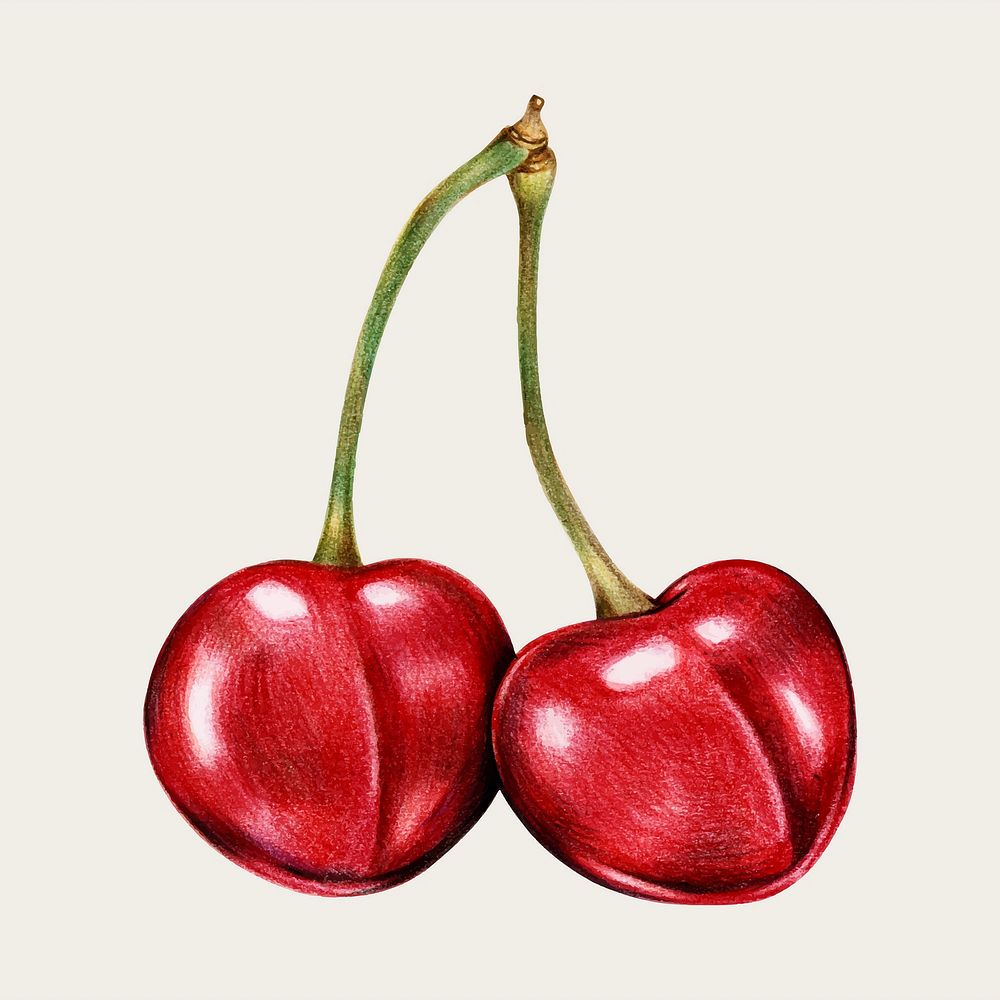 Red cherry hand-drawn vector in colored pencil