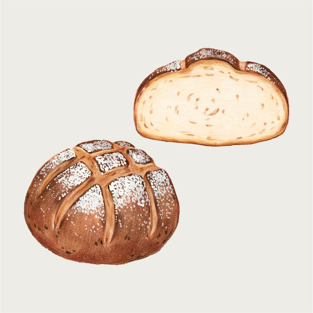 Freshly baked sourdough bread vector
