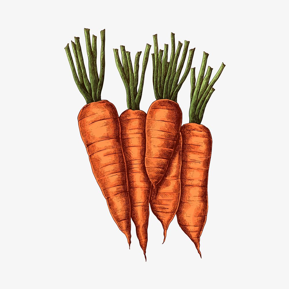 Fresh organic carrots drawing vector