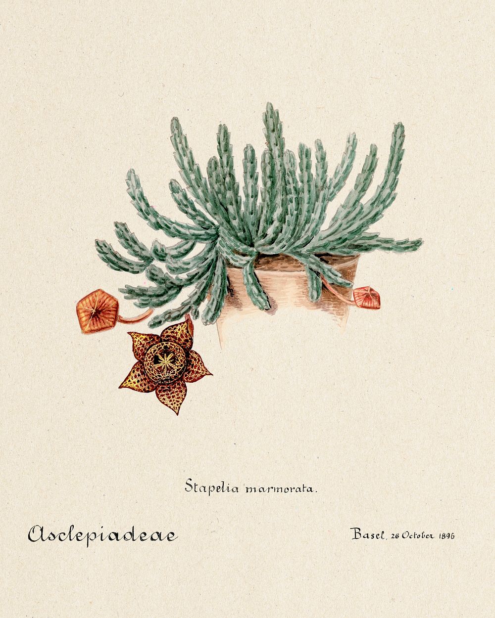 Starfish cactus. Digitally enhanced from our own original copy of Familie Der Cacteen (1893-1905). 