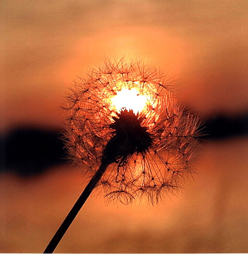 Dandelion in Sunset. Original public domain image from Flickr