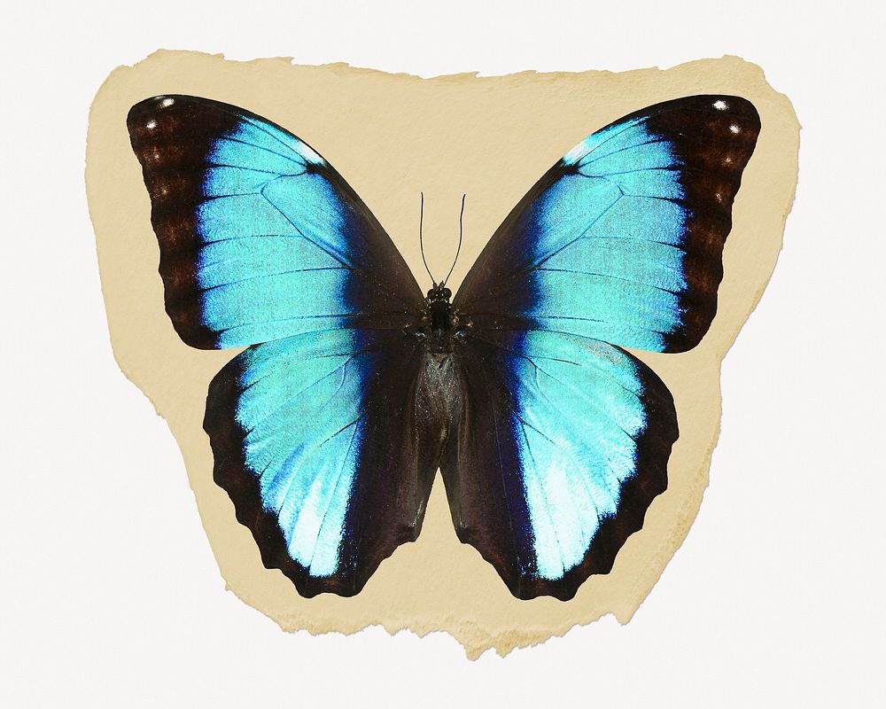Blue butterfly ripped paper, aesthetic insect graphic