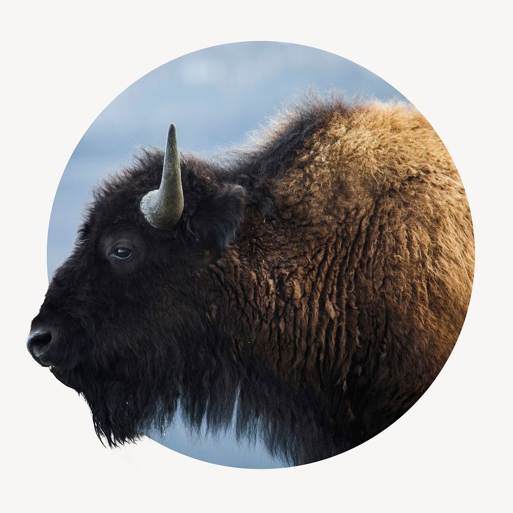 American bison badge, animal photo