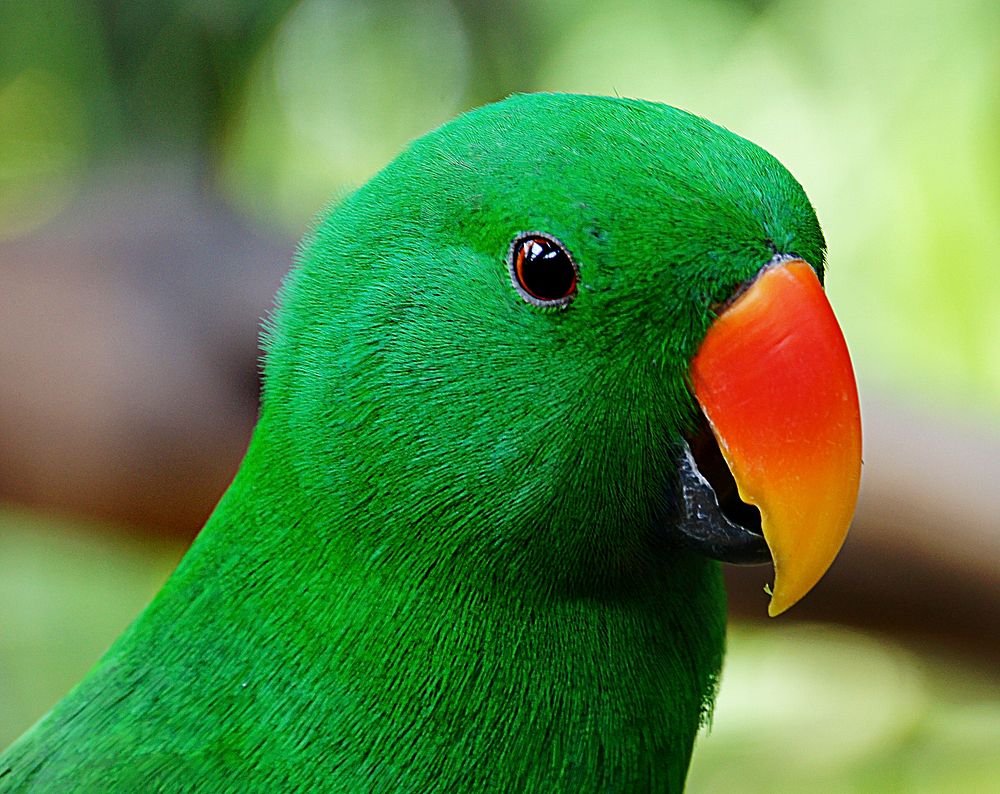 Eclectus Parrot.The eclectus parrot is a parrot native to the Solomon Islands, Sumba, New Guinea and nearby islands…