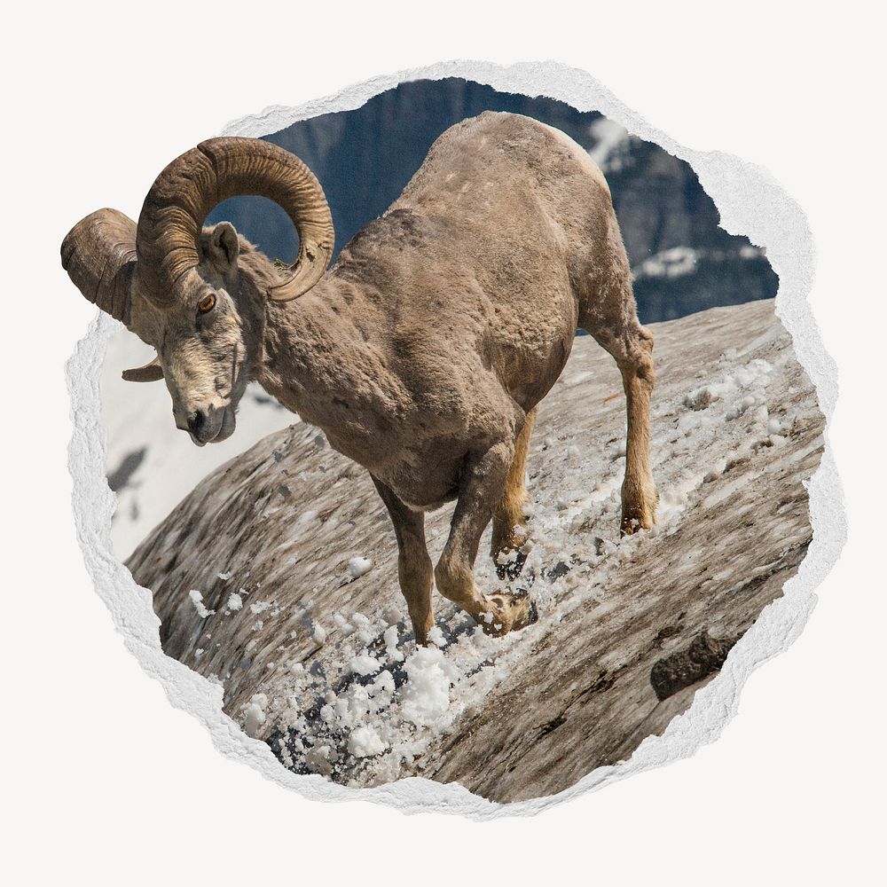 Bighorn sheep in ripped badge, wildlife photo