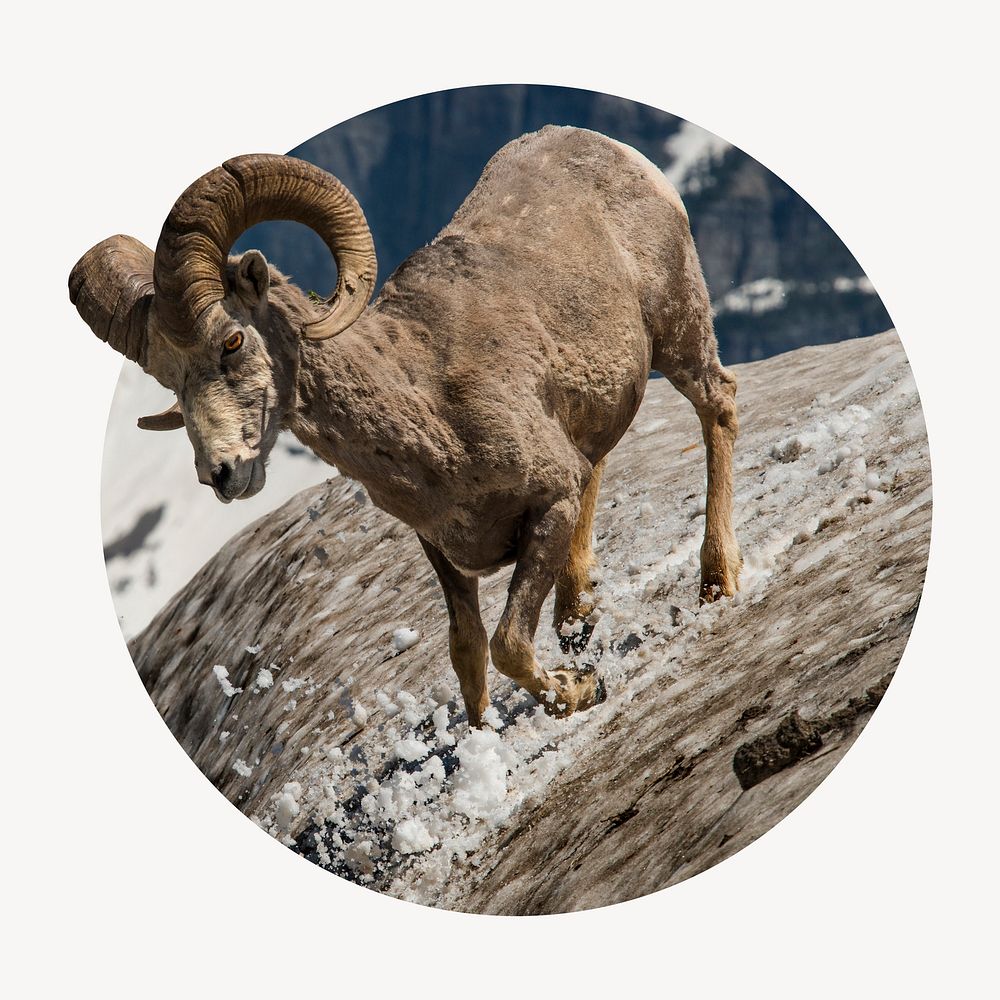 Bighorn sheep badge, wildlife photo