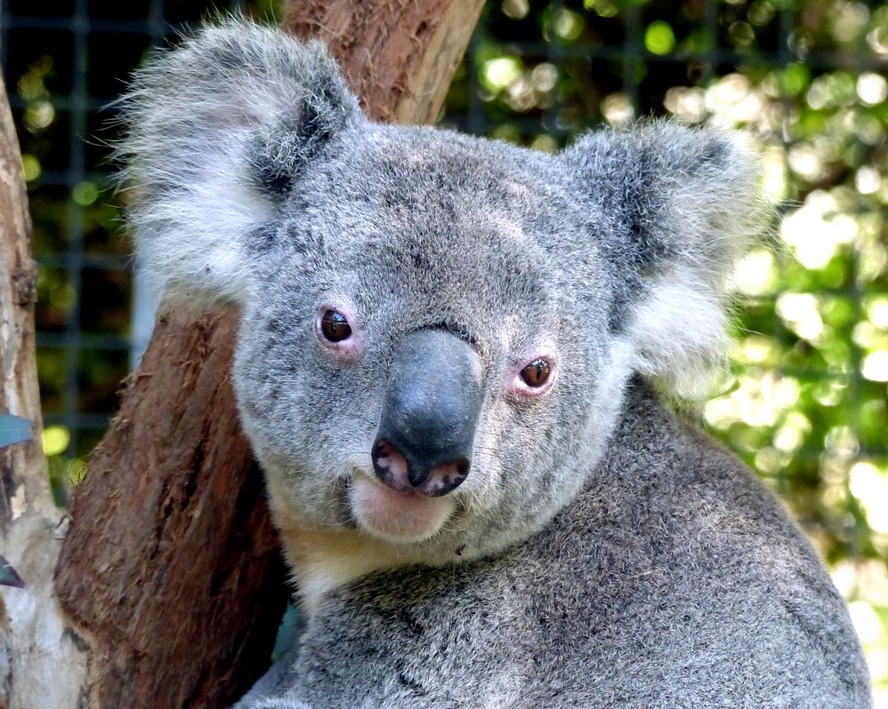 Koala. When not asleep a koala feeds on eucalyptus leaves, especially at night. Koalas do not drink much water and they get…