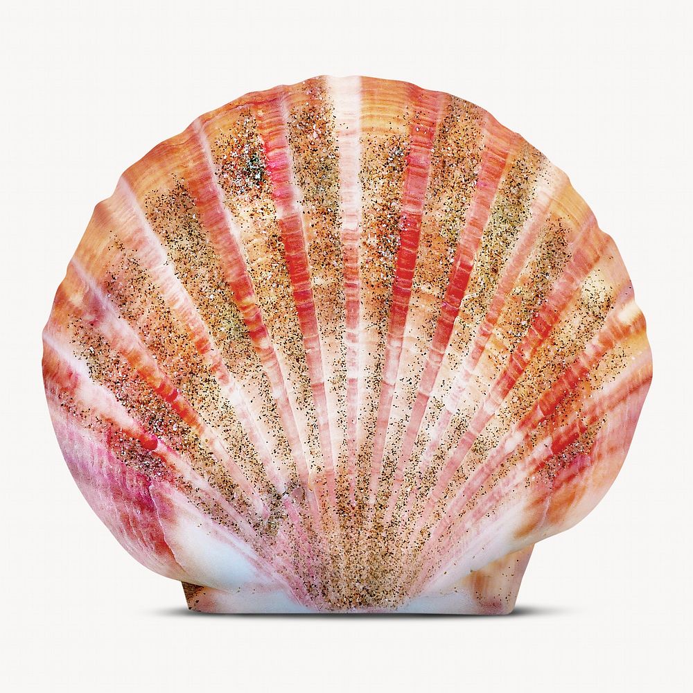 Scallop shell, marine life isolated image