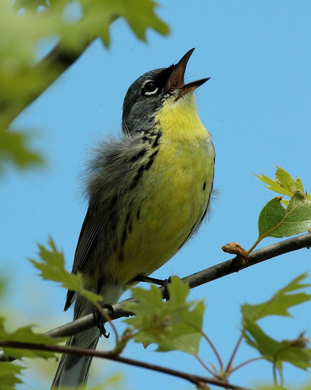 Kirtland's warbler singing in Grayling, MIKirtland's warbler. Photo By Jim Hudgins/USFWS. Original public domain image from…
