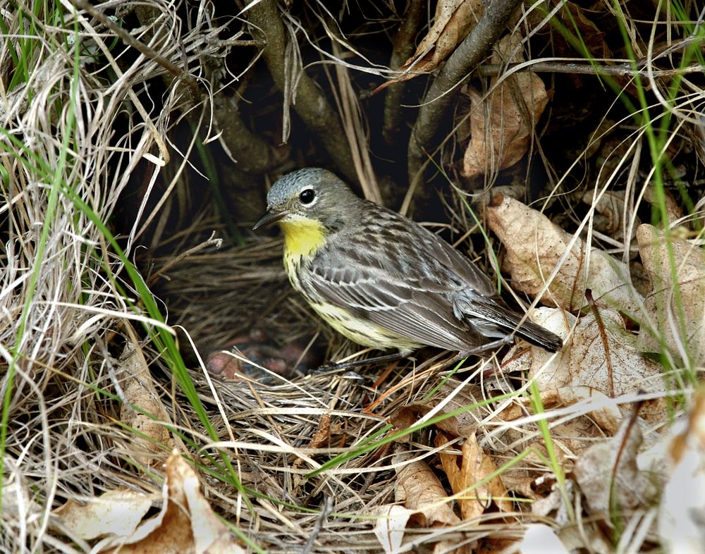 Kirtland's warbler nest. Original public domain image from Flickr