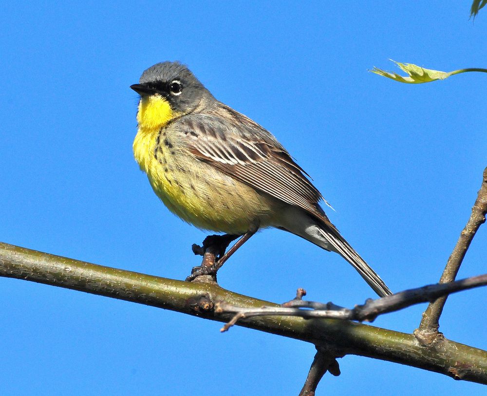 Kirtland's WarblerPhoto by Joel Trick/USFWS. Original public domain image from Flickr