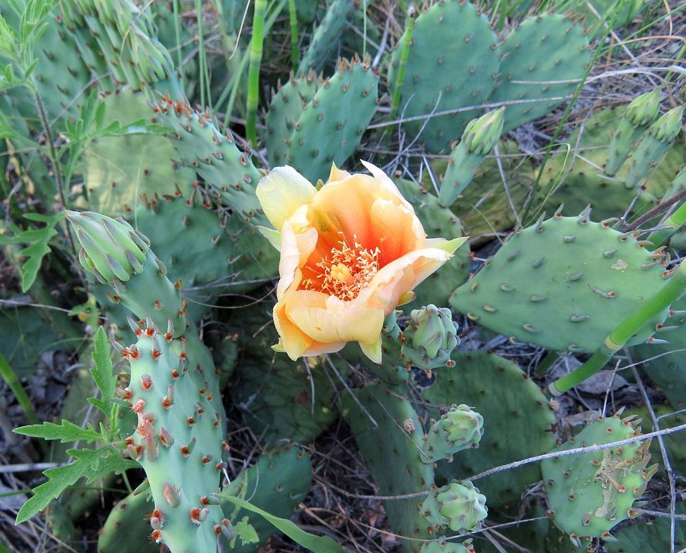 Blooming Prickly Pear Cactus Cactus in the Midwest? Absolutely! Check out this blooming prickly pear at Port Louisa National…