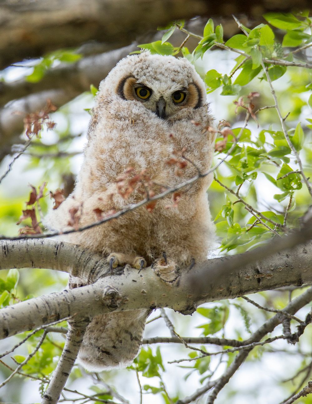 Great horned owl chick in cottonwood tree in Mammoth Hot Springs by Jim Peaco. Original public domain image from Flickr