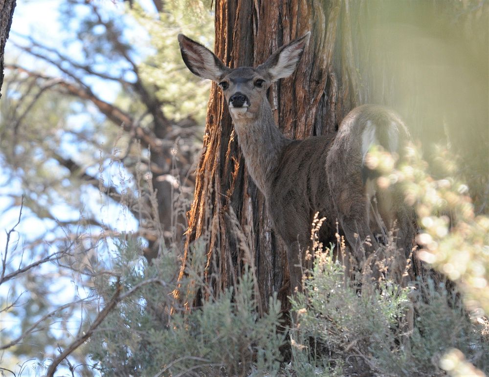 Deer in FawnskinAn apt view from biologist Robin Eliason's office.Photo by Robin Eliason/USFS. Original public domain image…