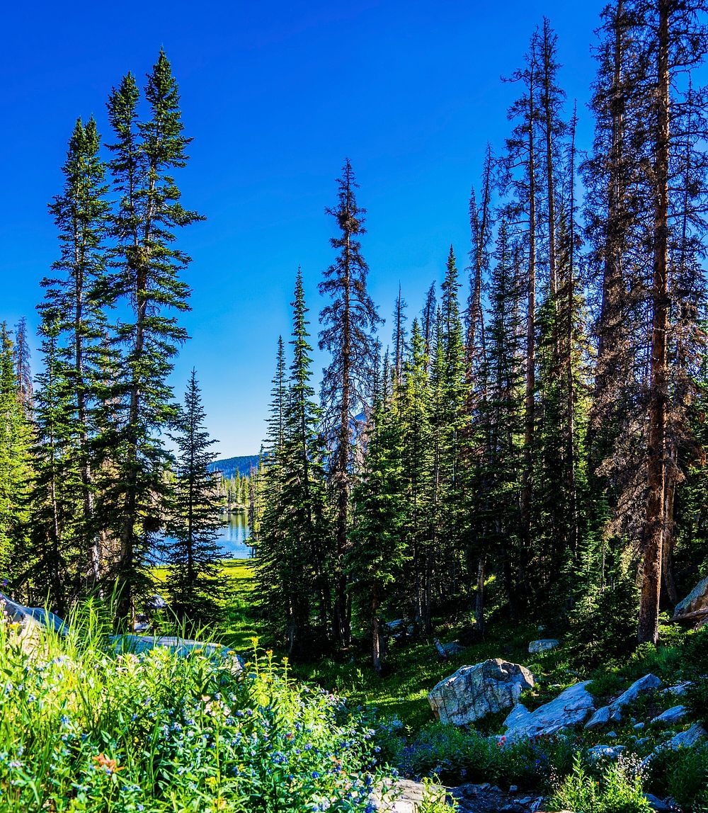 The morning light provides for a wash of color at Ruth Lake. Original public domain image from Flickr