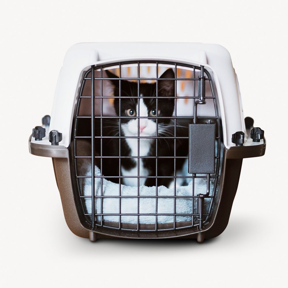 Caged kitten, cute pet isolated image