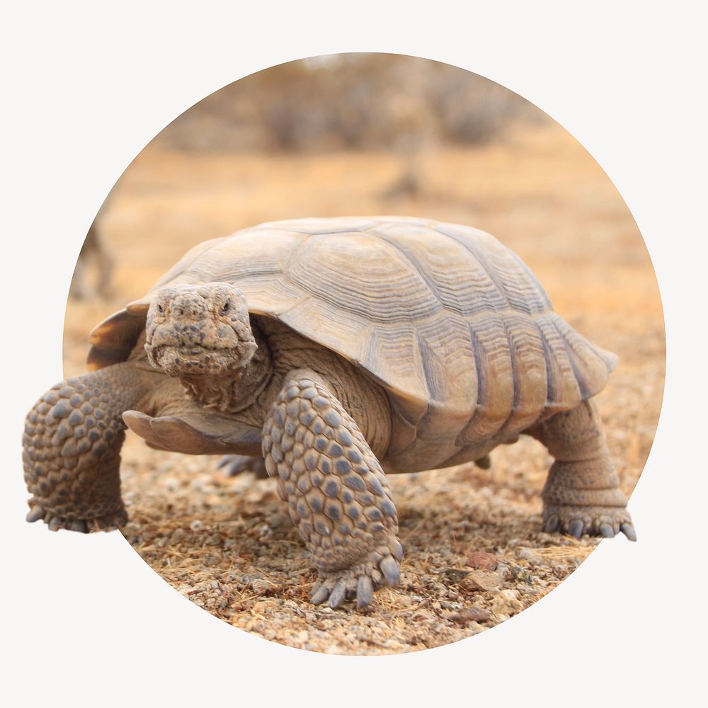 Desert tortoise badge, safari animal photo