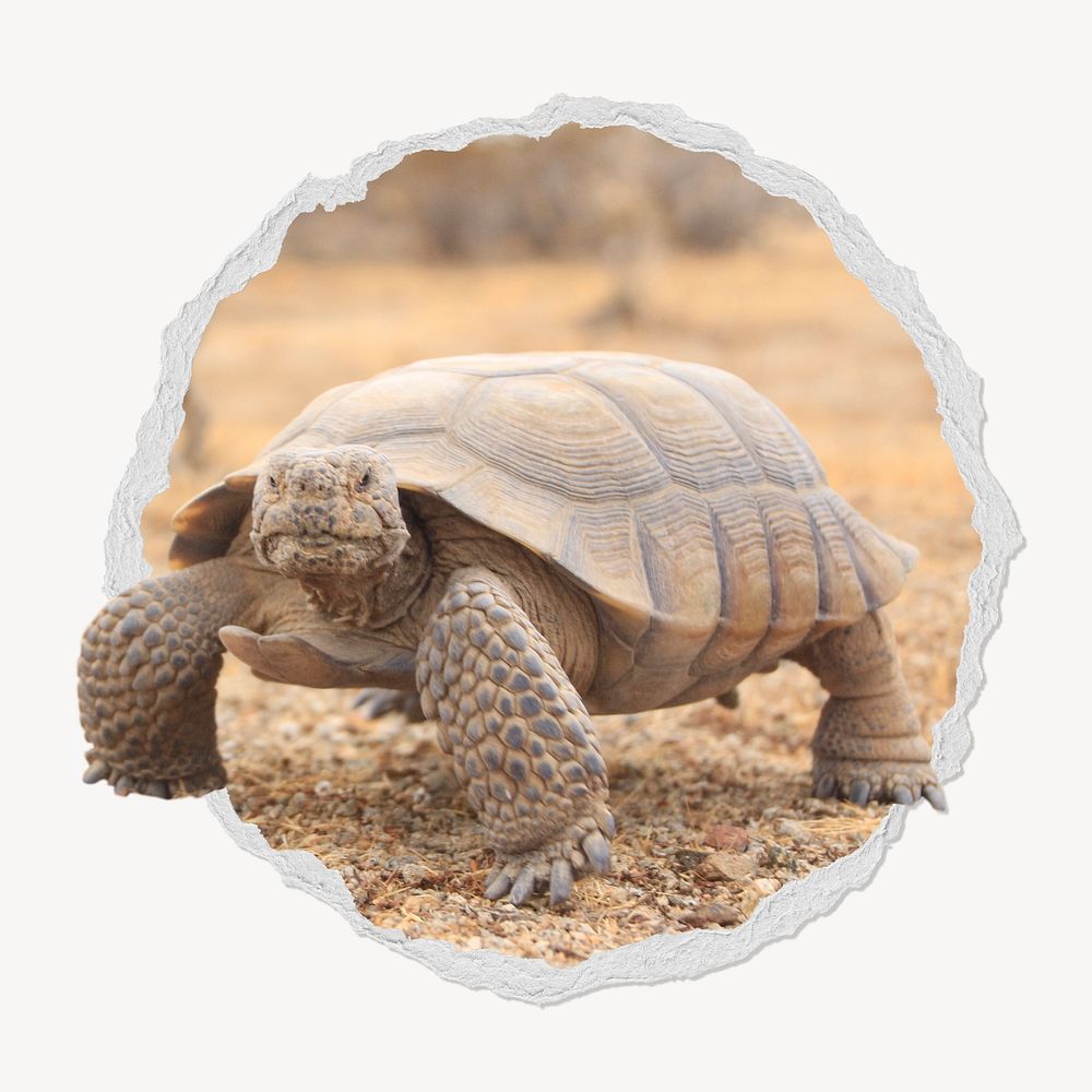 Desert tortoise in torn paper badge, safari animal photo