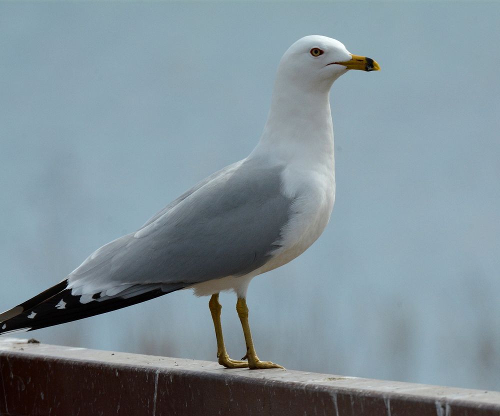 Ring-billed gull at Shiawassee National Wildlife RefugePhoto by Jim Hudgins/USFWS. Original public domain image from Flickr