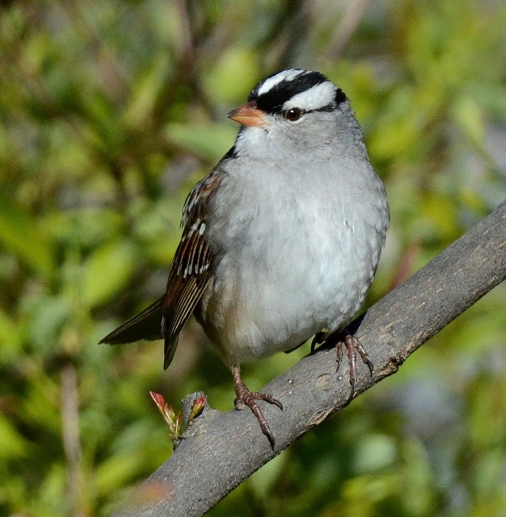 White-crowned Sparrow in DeWitt, MIPhoto by Jim Hudgins/USFWS. Original public domain image from Flickr