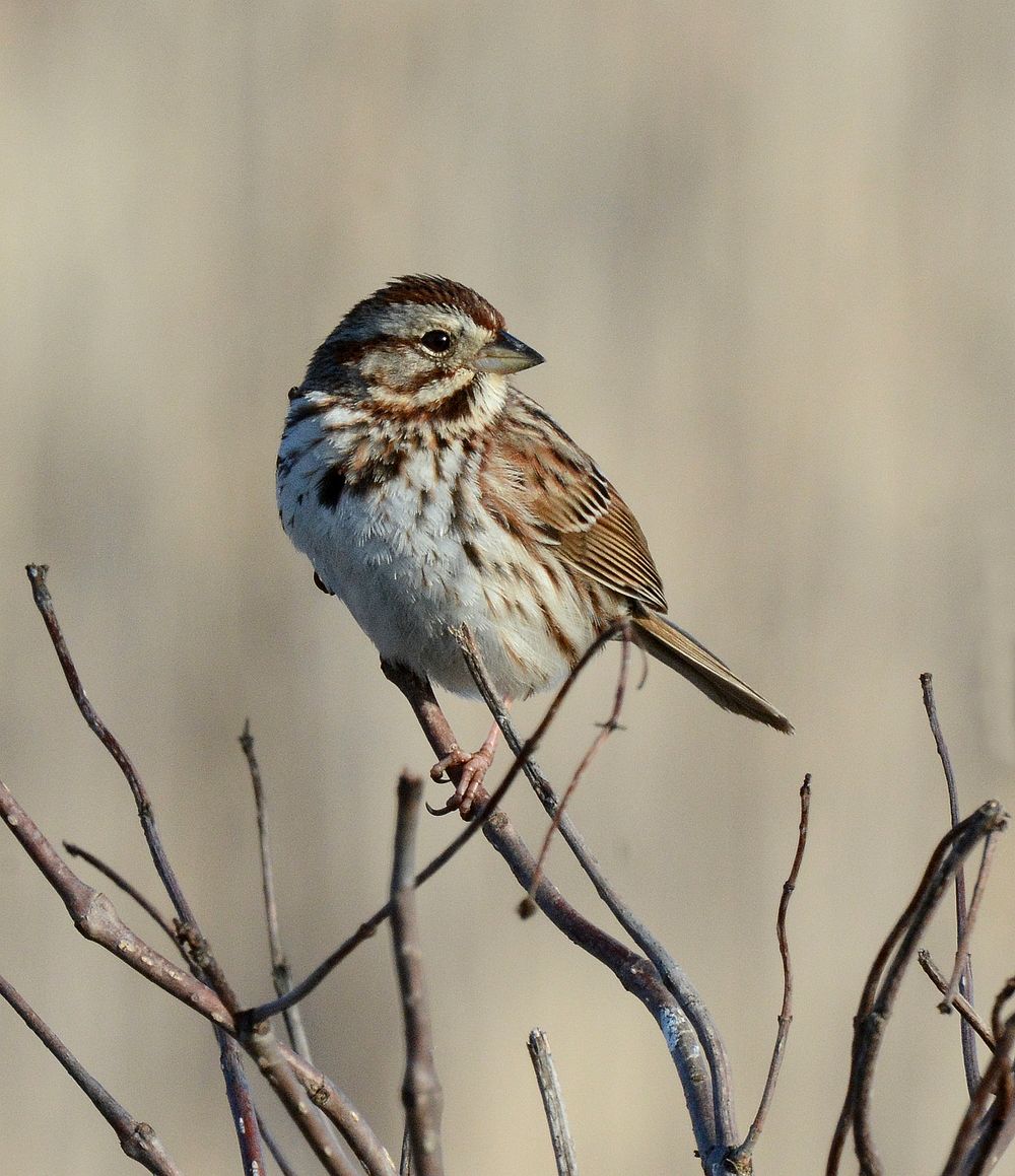 Song SparrowPhoto by Jim Hudgins/USFWS. Original public domain image from Flickr