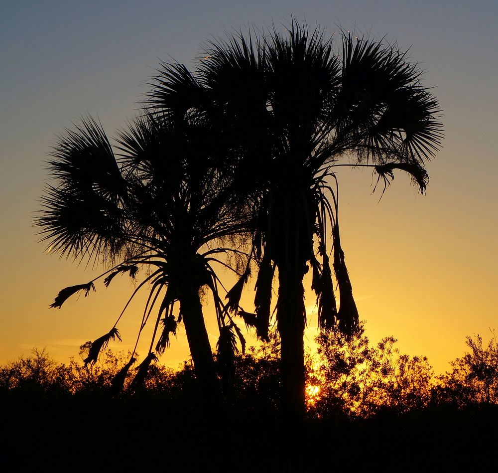 Sabal Palms at Sunset.