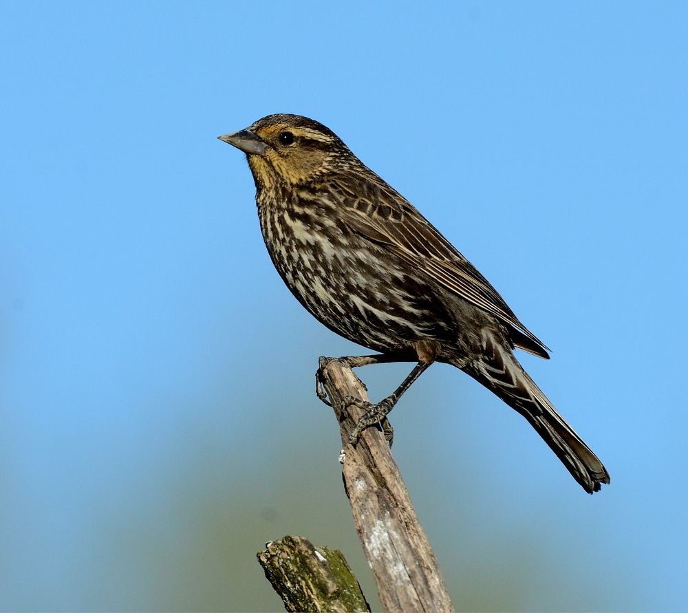 Female Red-winged Blackbird in DeWitt, MIPhoto by Jim Hudgins/USFWS. Original public domain image from Flickr