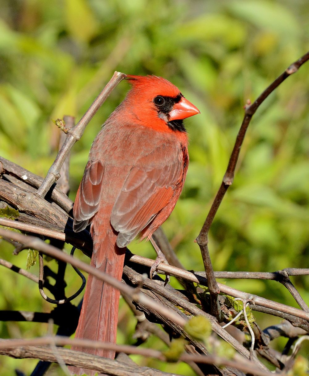Northern Cardinal in DeWitt, MIPhoto by Jim Hudgins/USFWS. Original public domain image from Flickr