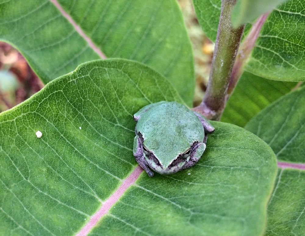 Gray Treefrog on MilkweedGray treefrogs are only active at night. During the day, you might spot one hiding out and blending…