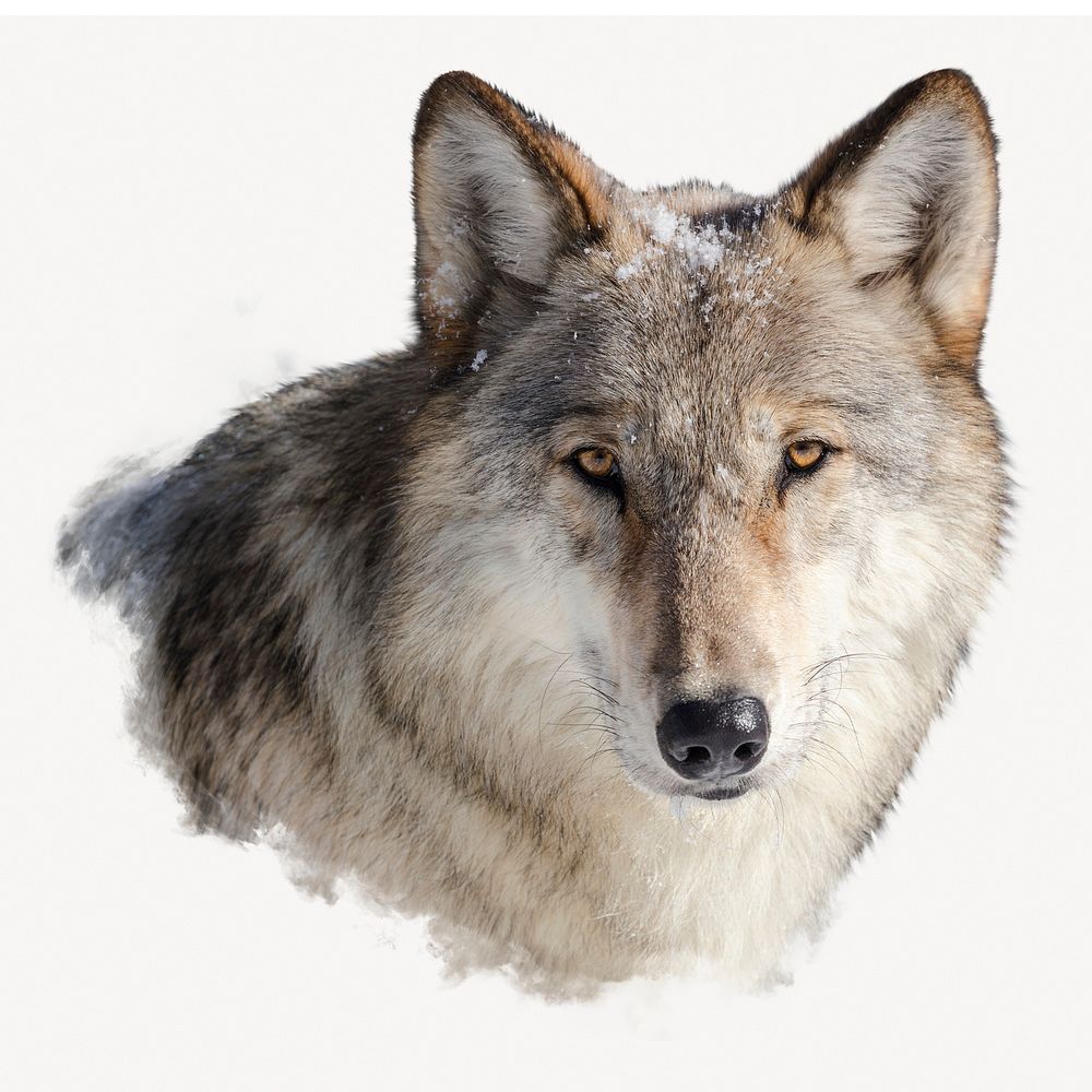 White wolf, wild animal sticker, animal photo on white background