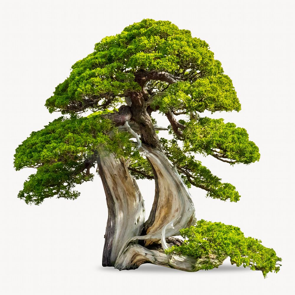 Japanese bonsai tree, isolated image
