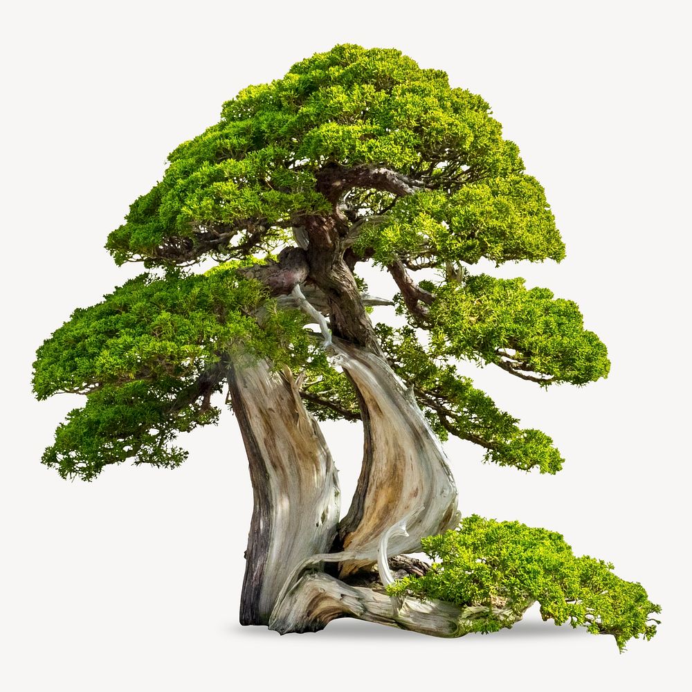 Japanese bonsai tree sticker, houseplant isolated image psd