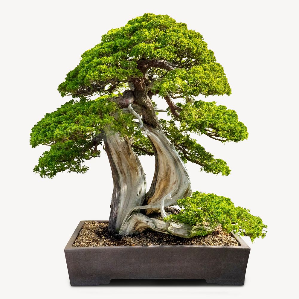 Japanese bonsai tree sticker, houseplant isolated image psd