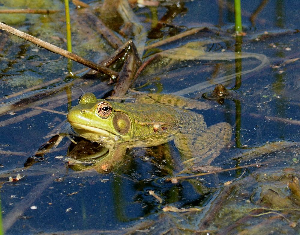 Green frogThis green frog was spotted in a wetland in Hillsdale County, Michigan.Photo by Jim Hudgins/USFWS. Original public…