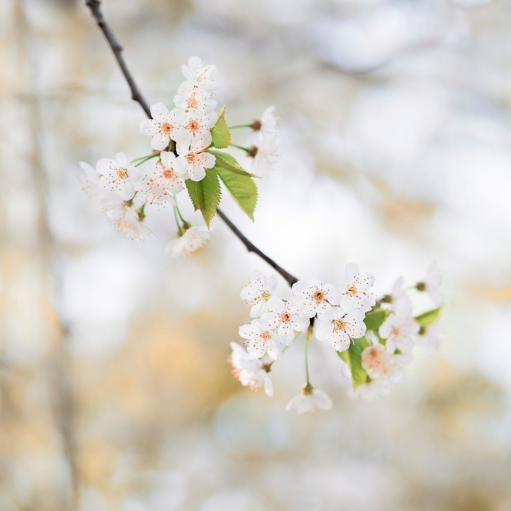 White cherry blossom. Free public domain CC0 photo.