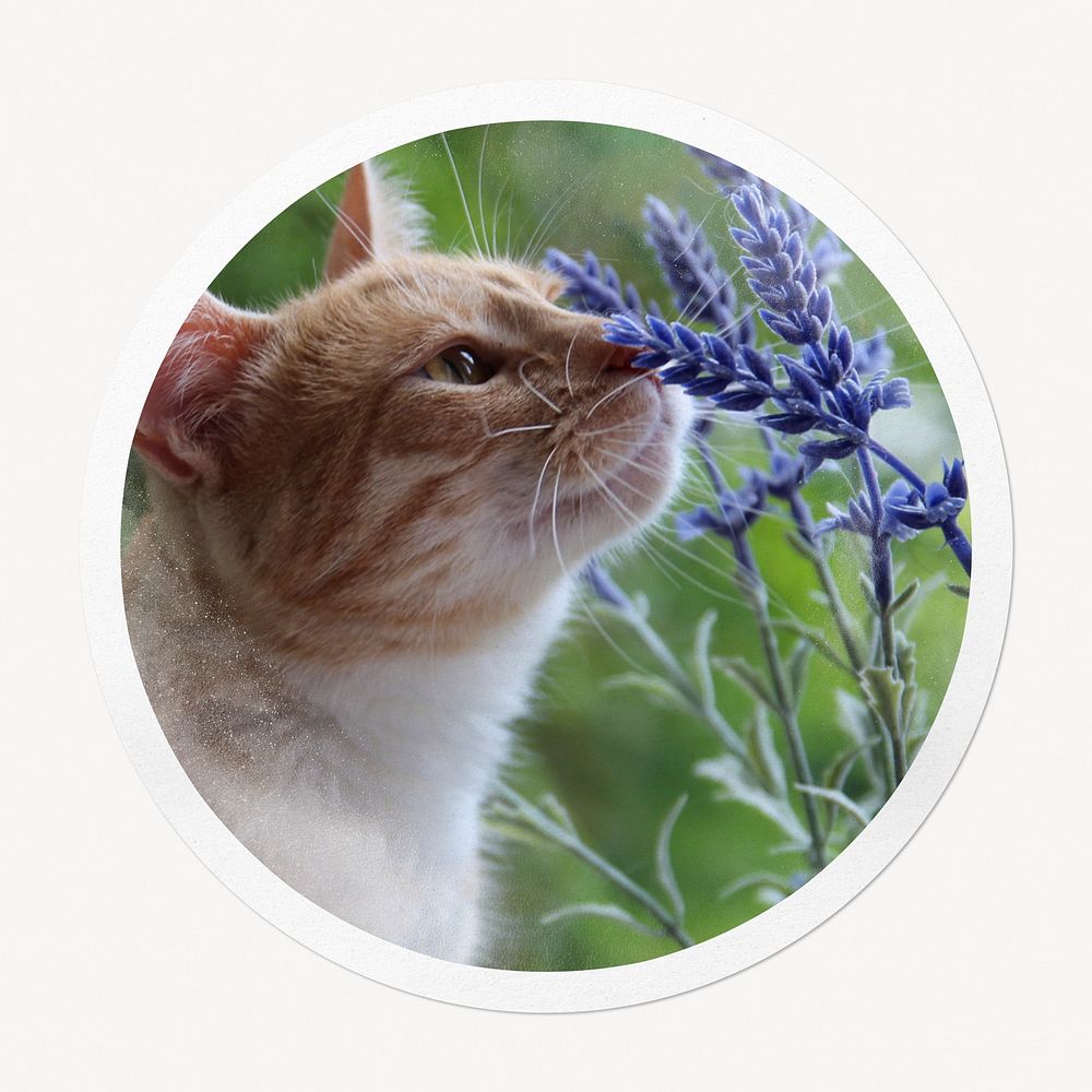 Cat smelling flower in circle frame, Spring image