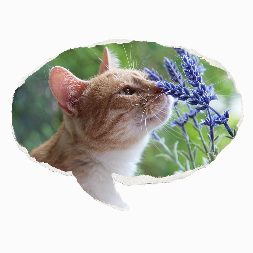 Cat smelling flower, ripped paper speech bubble, Spring image